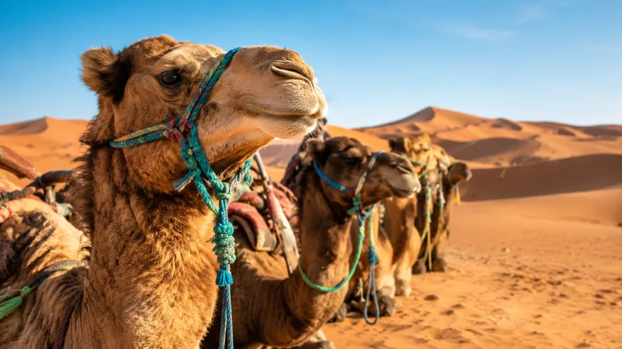 Sahara Desert Tours from Casablanca, Agadir, and Tangier