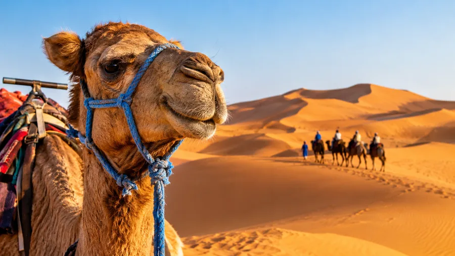Merzouga Desert Tours: Erg Chebbi Dunes and Travel Guide