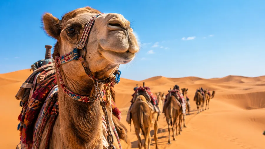 Sahara Desert Camel Trekking and Camping Tours